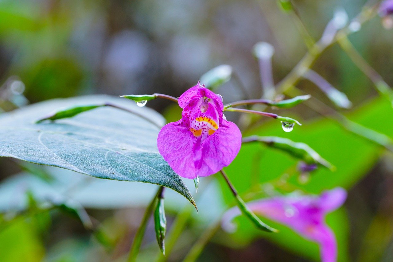 Which Flowers are Best for Your Eco-friendly Garden?